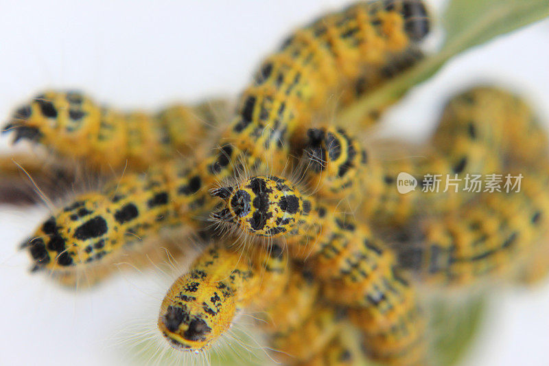 牛角蛾毛虫象(Phalera bucephala)，一群黄色的毛虫